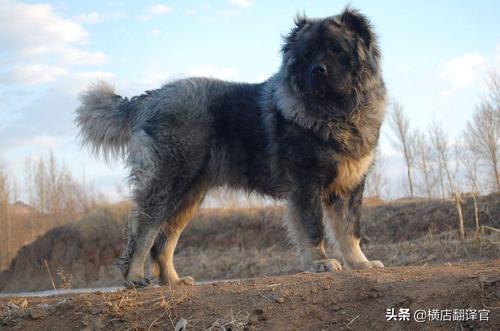 美国斗牛梗:如何知道遇到的是不是恶犬，从而提前防备？