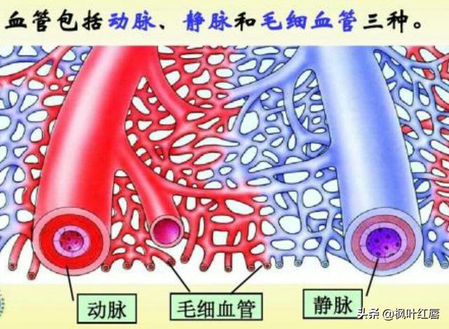 也就是说,毛细血管里面既有动脉血,也有静脉血.