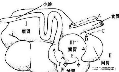 反刍动物有哪些:牛的四个胃分别有什么功能？