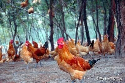 旱獭子什么品种养殖好:问下各位怎么样选择小羊，什么品种好养。养羊的前景怎样？