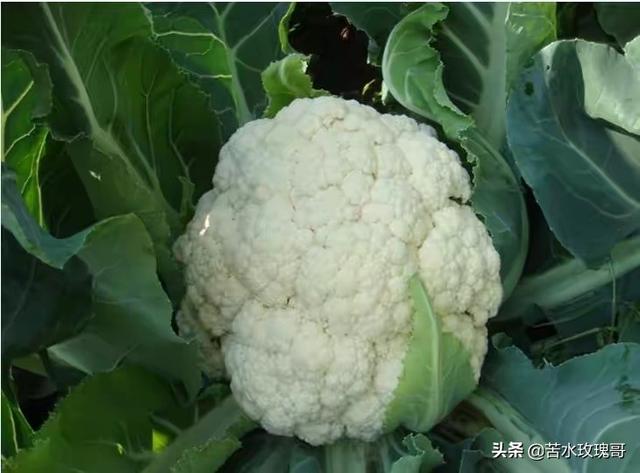 头条问答 菜花什么时候种植 如何防治病虫害 农友君的回答 0赞