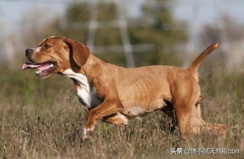 弓背犬太瘦怎么办:德国牧羊犬偏瘦怎么回事？