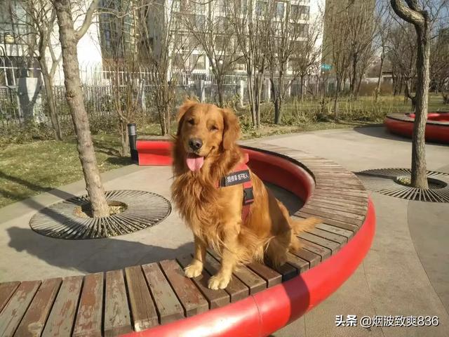 十个月的金毛尿频:金毛幼犬几个月能听懂人话？