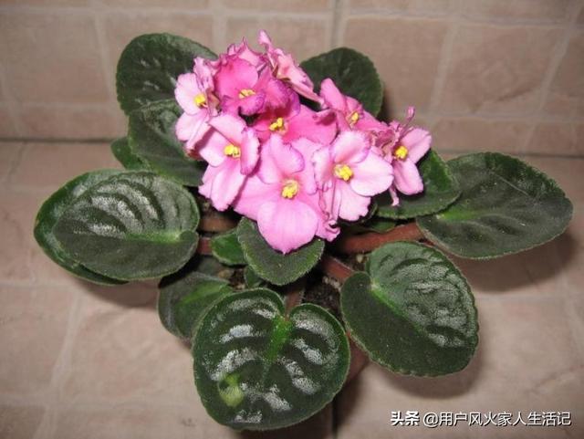 非洲堇养殖方法:非洲堇落叶的原因有哪些，该怎么办？