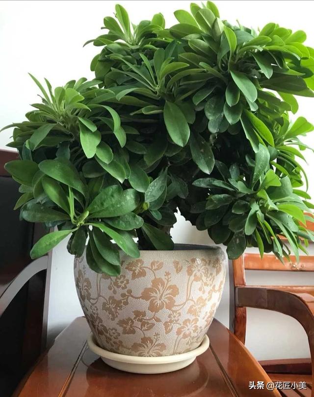 麒麟植物,我养的麒麟植物怎么没光泽？