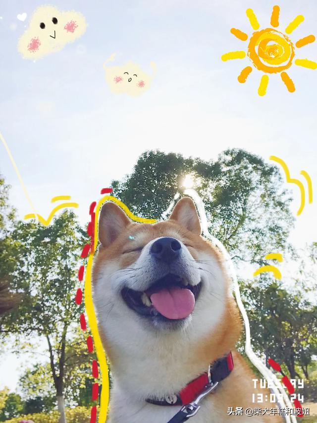 柴犬智商6:“戏精”柴犬的活动量如何，值得饲养吗？
