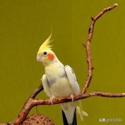 黑色的小葵花凤头鹦鹉:小葵花凤头鹦鹉图片 想买只鹦鹉，什么样的鹦鹉既乖巧又聪明还好看呢？