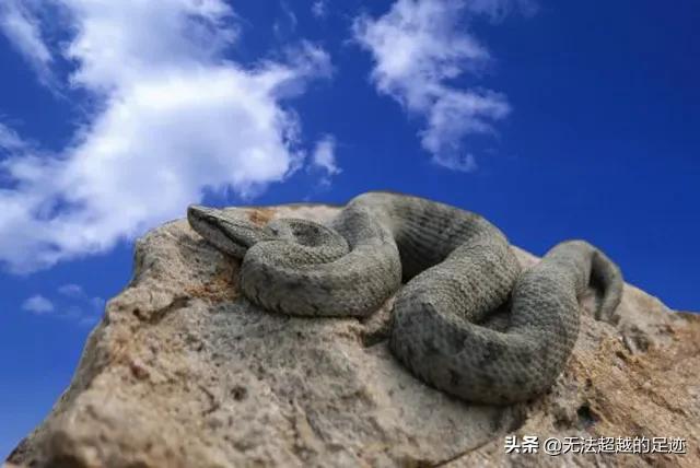 大连灵异事件是真的吗:大连蛇岛“恐怖”到什么程度？