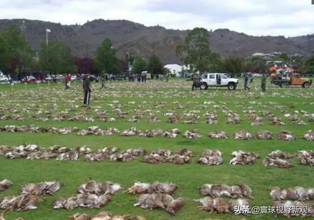 十只兔子诡异在哪，澳大利亚为什么会野兔成灾