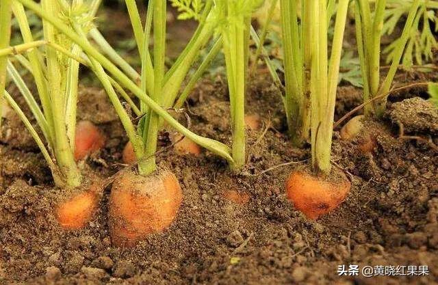 胡萝卜种植,山葫萝卜可以人工养殖吗？