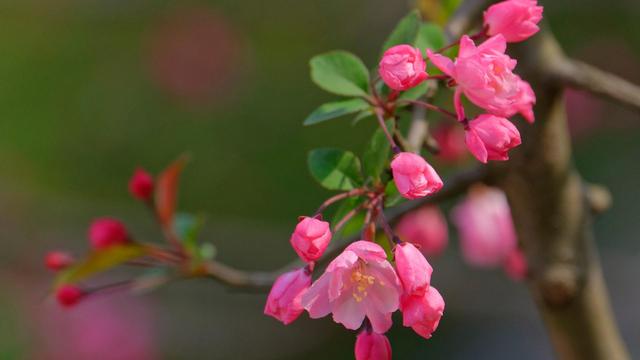 十二生肖心中最重要的是什么？