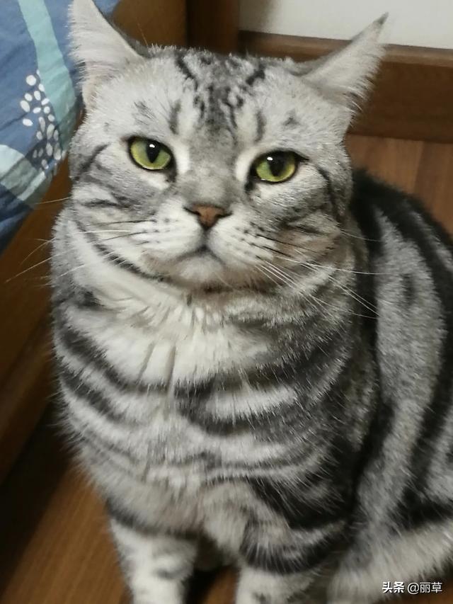 各位猫爸猫妈们,你们给猫咪吃的猫粮都是什么牌子的？方便的话可以讲下自己的收入吗？