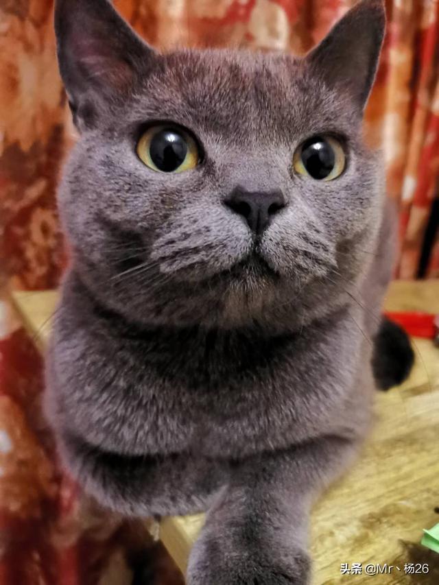 猫发情 叫声:猫发情除了会乱撒尿和乱叫，还有其他表现吗？
