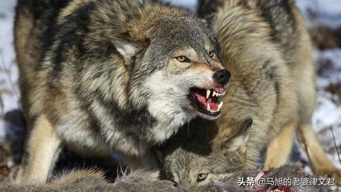 北美灰狼vs狼獾:猞猁、懒熊、北美灰狼、狼獾、鬣狗由强到弱的排名是怎样的？