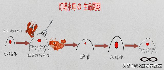 鬼发水母:你看过最奇特的水母长什么样？