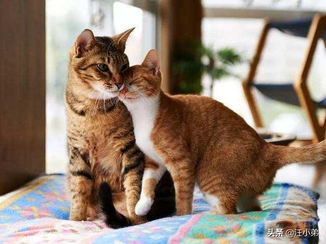 养猫记 by angelo:为什么很多人领养猫的时候都不要成年猫？ 养猫记小说