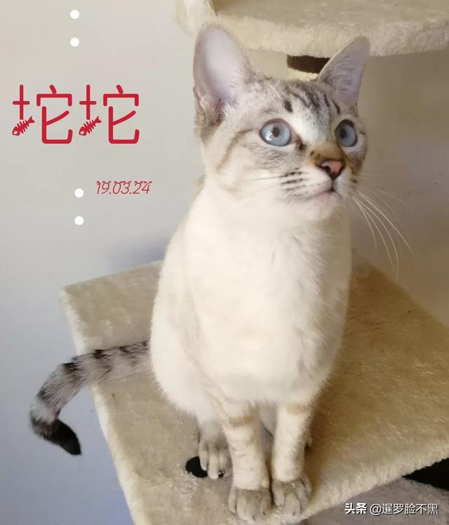 猫咪品种大全及图片鲜罗猫:有没有人认识这是什么猫？
