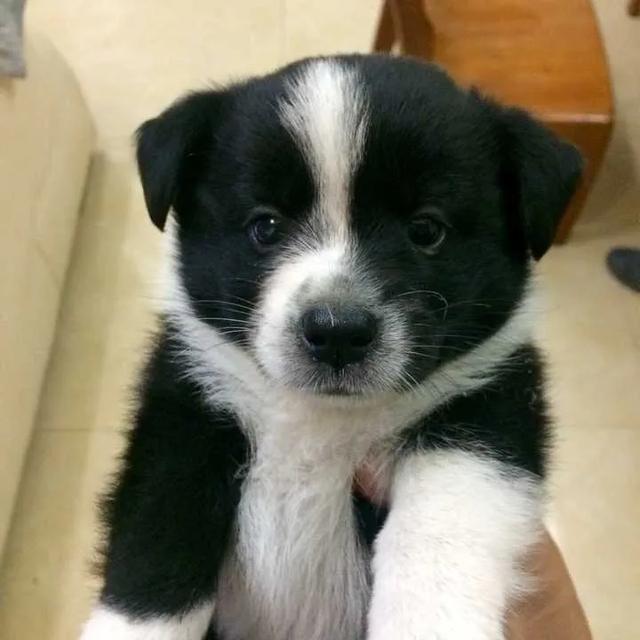 头条问答 一只狗能傻到什么地步 117个回答