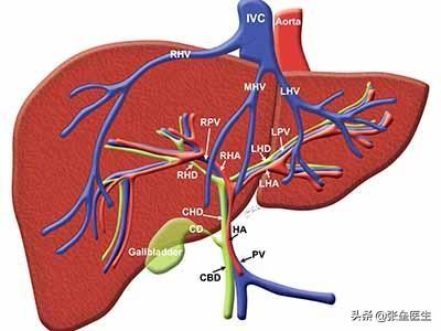 怎么检查肝功能：怎么检查肝功能是否正常