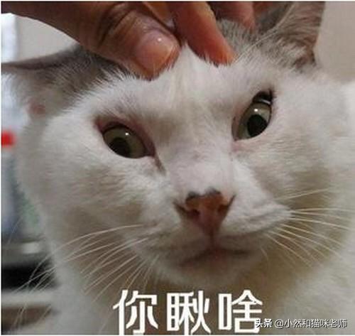 猫玩:为什么总是跟猫玩着玩着的时候，它会突然扑上来咬一口？