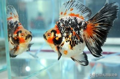 黄粉 呋喃西林:黄粉对乌龟杀菌有帮助吗？