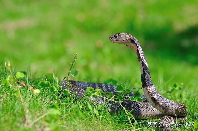 玉米白条锦蛇:玉米地里发现一条眼镜蛇，它是来偷吃玉米苗的吗？该怎么办？