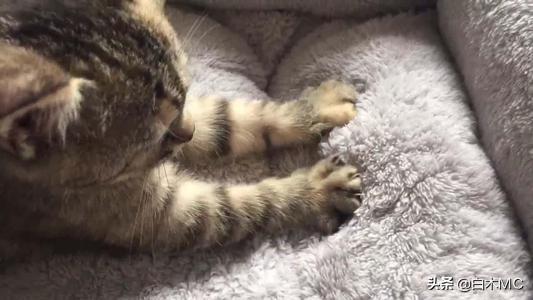 猫咪帮你踩奶是什么意思:猫踩奶是什么意思，猫踩奶要注意什么？