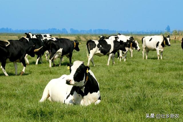 乳腺炎的症状及处理方法:乳腺炎症状怎么治疗 有的处在哺乳期的人得了乳腺炎，应该怎么给宝宝断奶？