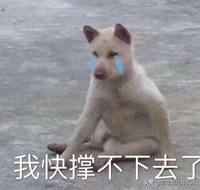 可爱萌宠图片:图片可爱萌萌哒头像 大家有没有什么萌宠表情包？越沙雕越可爱越好？