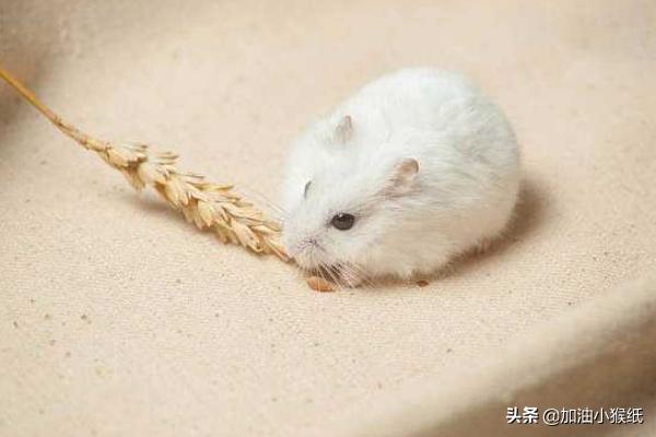 照顾小仓鼠:仓鼠一般能养多久？怎样饲养？