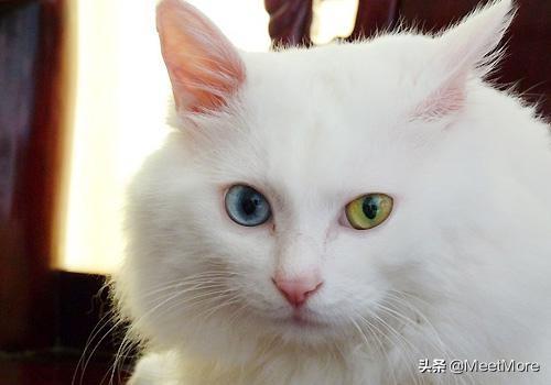 瓜皮猫多少钱:请问狮子猫一般卖多少钱啊？可以多久接回家？