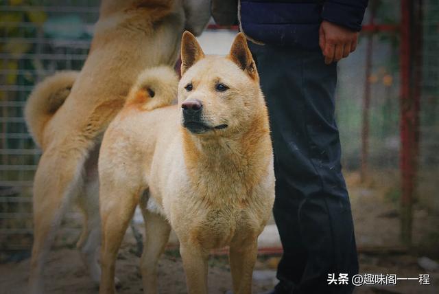 头条问答 什么样的人会吸引狗狗 中华趣味阁的回答 0赞