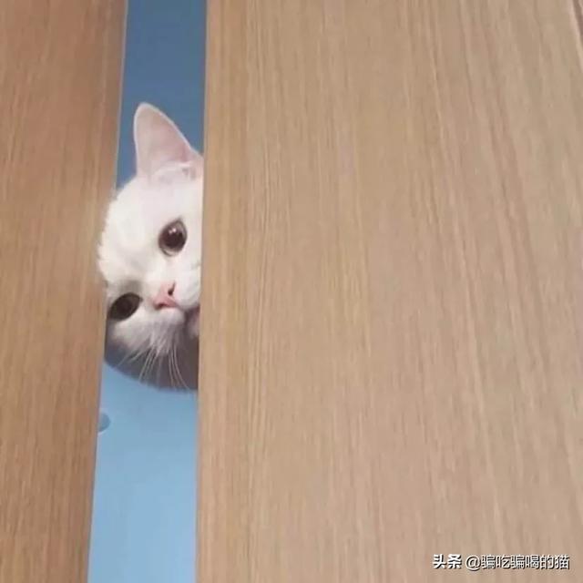 淘宝店叭咪宝:养猫的朋友看一下，这是猫藓么？ 淘宝旺店宝怎么样