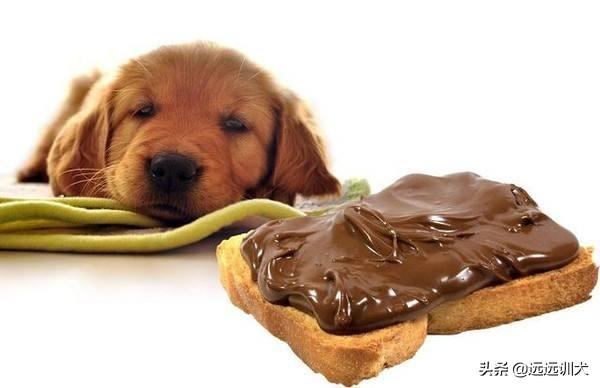 苏牧犬吃什么:苏牧的优点和缺点，好不好养？ 苏牧犬吃什么比较好