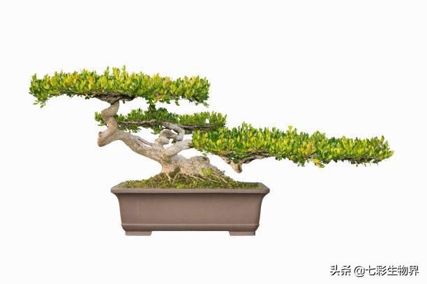 黄杨球修剪评分标准:黄杨球怎么修剪 黄杨球叶子发卷怎么、回事？