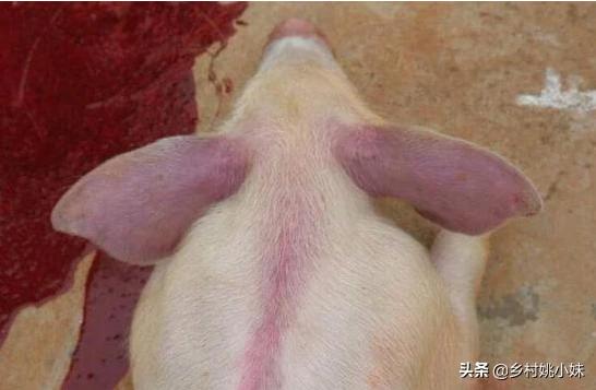 猪病防治图谱:育肥猪的时候，猪患了蓝耳的话有什么症状？应该如何防治？
