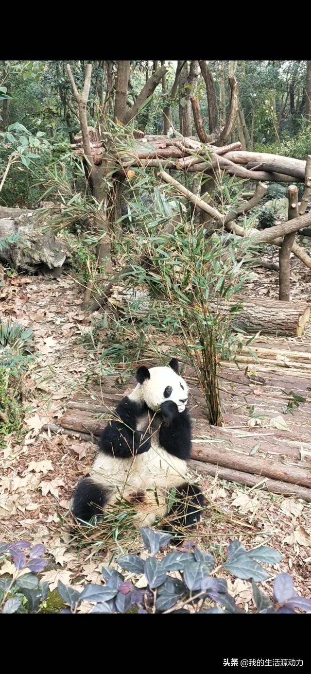 成都天宠网:成都的房价会不会跌回2015年的水平？