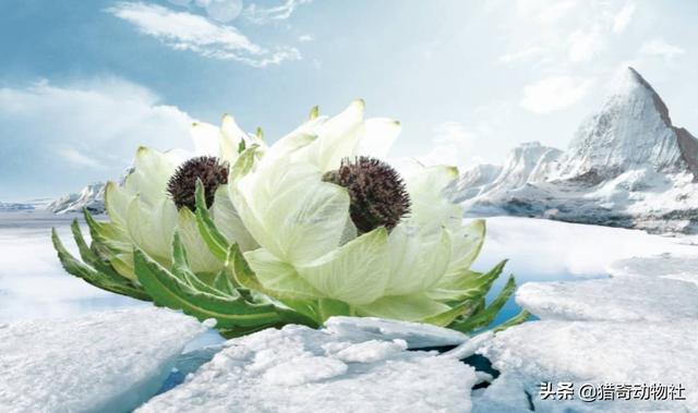 南美林猫你真的了解吗:为什么雪莲长在雪山上不怕冷，雪莲果难道不是雪莲花的果实吗？