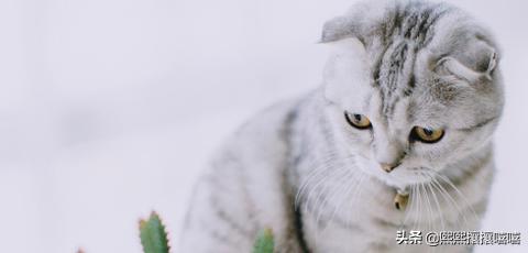萌猫咪图片:抖音十大网红猫，第一简直成精了？