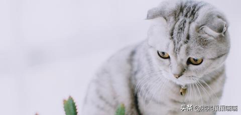 快手网红猫猫照片:快手网红猫猫怎么了 网红猫的毛色，光泽很亮，是怎么做到的？