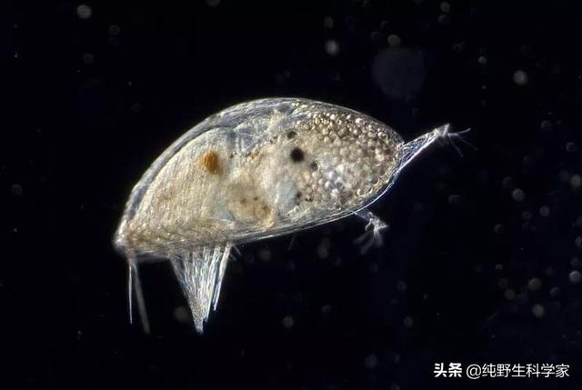 抹香鲸的图片和视频:为什么说抹香鲸是哺乳动物中的“潜水冠军”？
