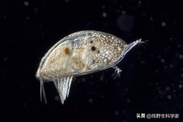 藤壶是一种什么食物，鲸鱼能不能靠摩擦暗礁等硬物来除掉身上附着的藤壶呢为什么