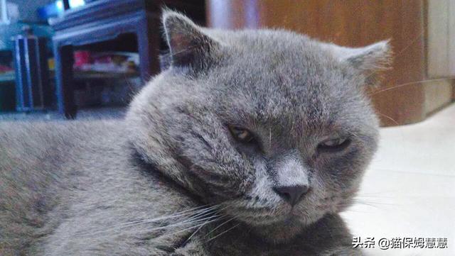 愤怒的猫咪头像:猫咪有抑郁症会有什么表现？