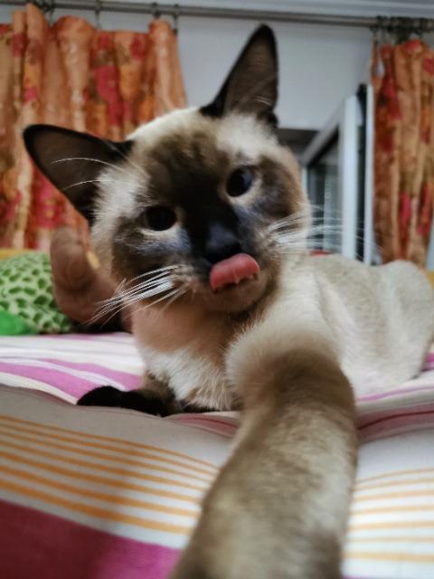 有没有养过猫咪的,你们的猫咪最萌的图片有没有？
