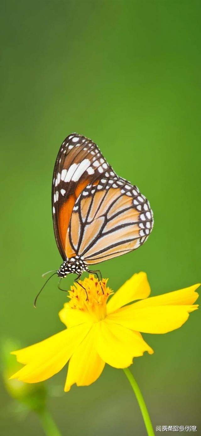 能否分享一下翡翠绿颜色的壁纸?-惠修网