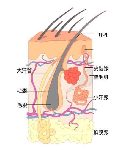 张梓琳腋下现疤痕:女朋友很漂亮也很有钱，但是身上一股怪味，闻到想吐，怎么办？