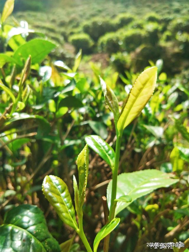 哪里的绿茶最好(哪里的绿茶最好喝最出名)