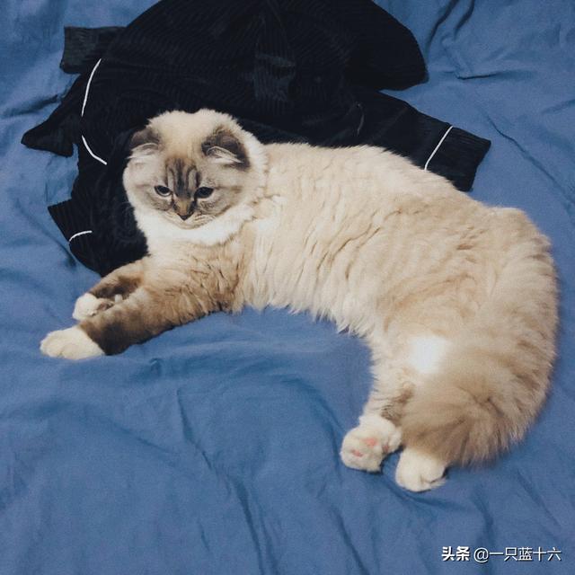 吸猫毒是什么情况:猫咪打喷嚏咳嗽的病毒会传染吗？