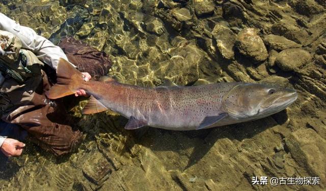 喀纳斯湖巨型哲罗鲑死了，喀纳斯湖大红鱼捕捞不住吗具体如何