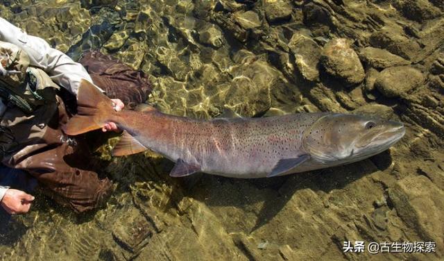 猎塔湖水怪之谜终于得解:四川猎塔湖水怪之谜1 喀纳斯湖大红鱼捕捞不住吗？具体如何？